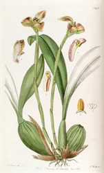 Trigonidium obtusum